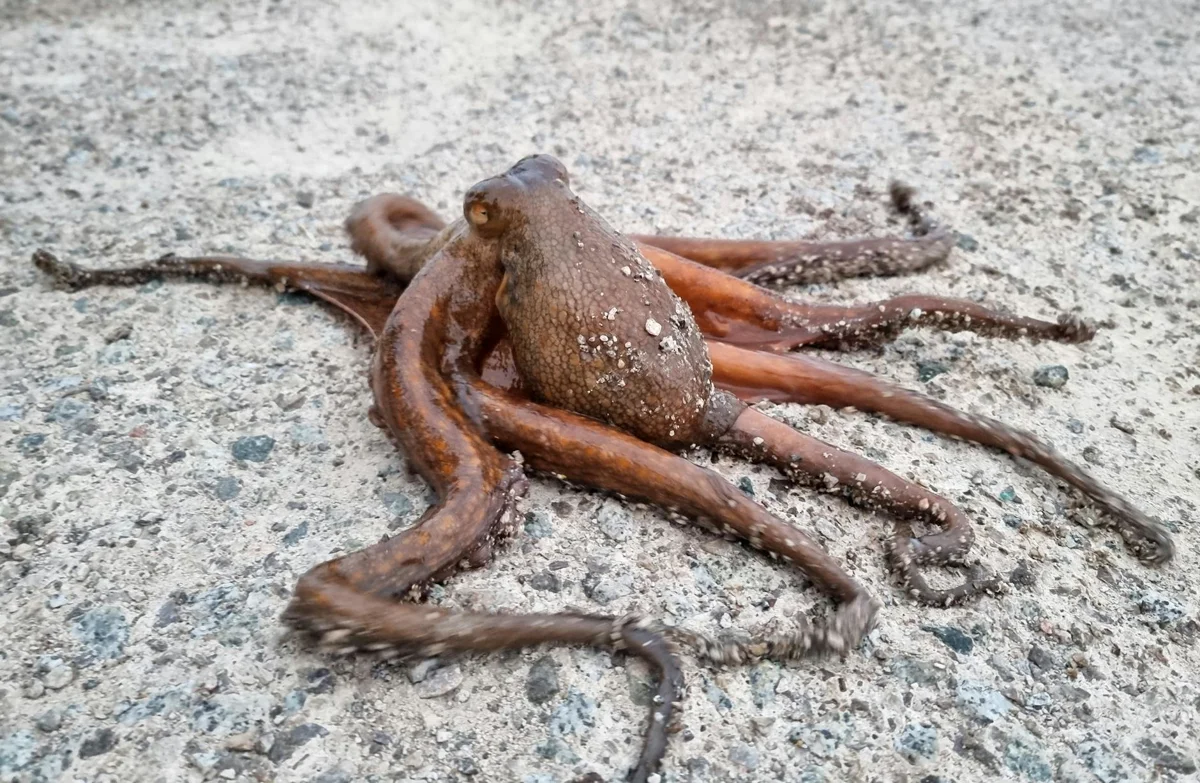 Pulpo común (Octopus vulgaris): la inteligencia que sólo ves si bajas despacio