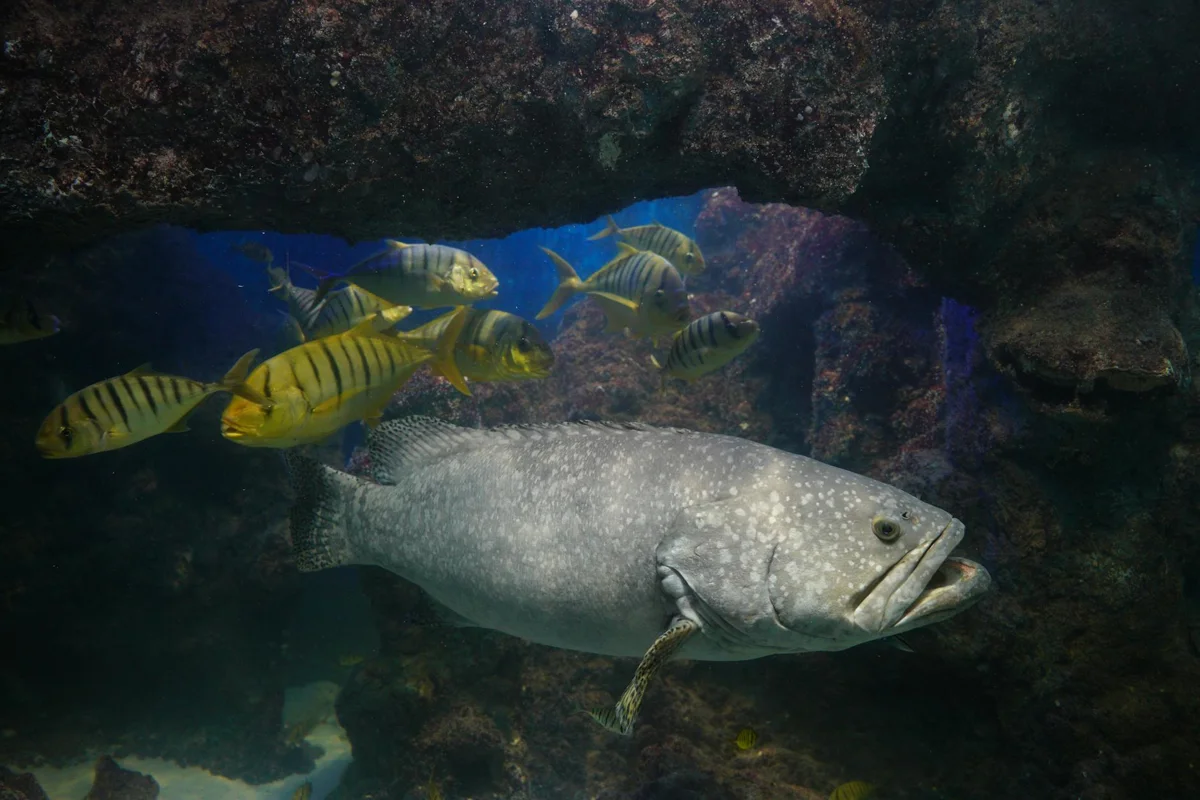 Mero de Goliat (Epinephelus itajara): el atunero del Caribe en recuperación