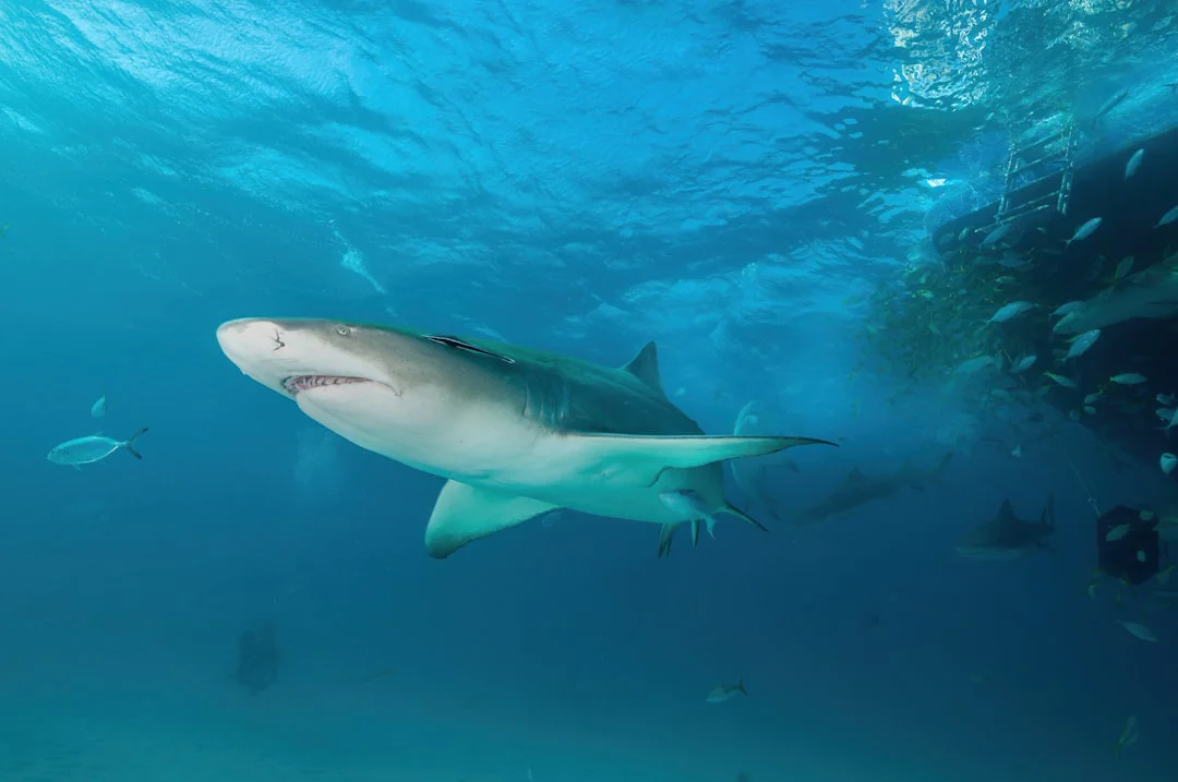 Bahamas, Tiger Beach : plongée avec le requin tigre sans cage
