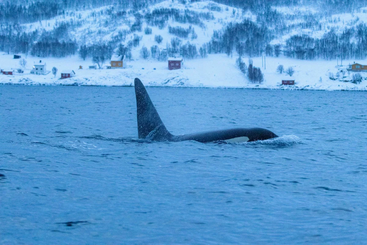 Noruega, Trondheim: las orcas y arenques en aguas árticas
