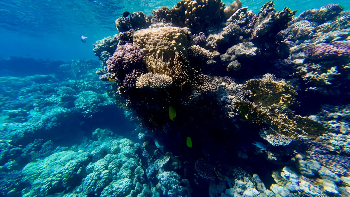 Israel, Eilat: coral reef at the northern tip of the Red Sea
