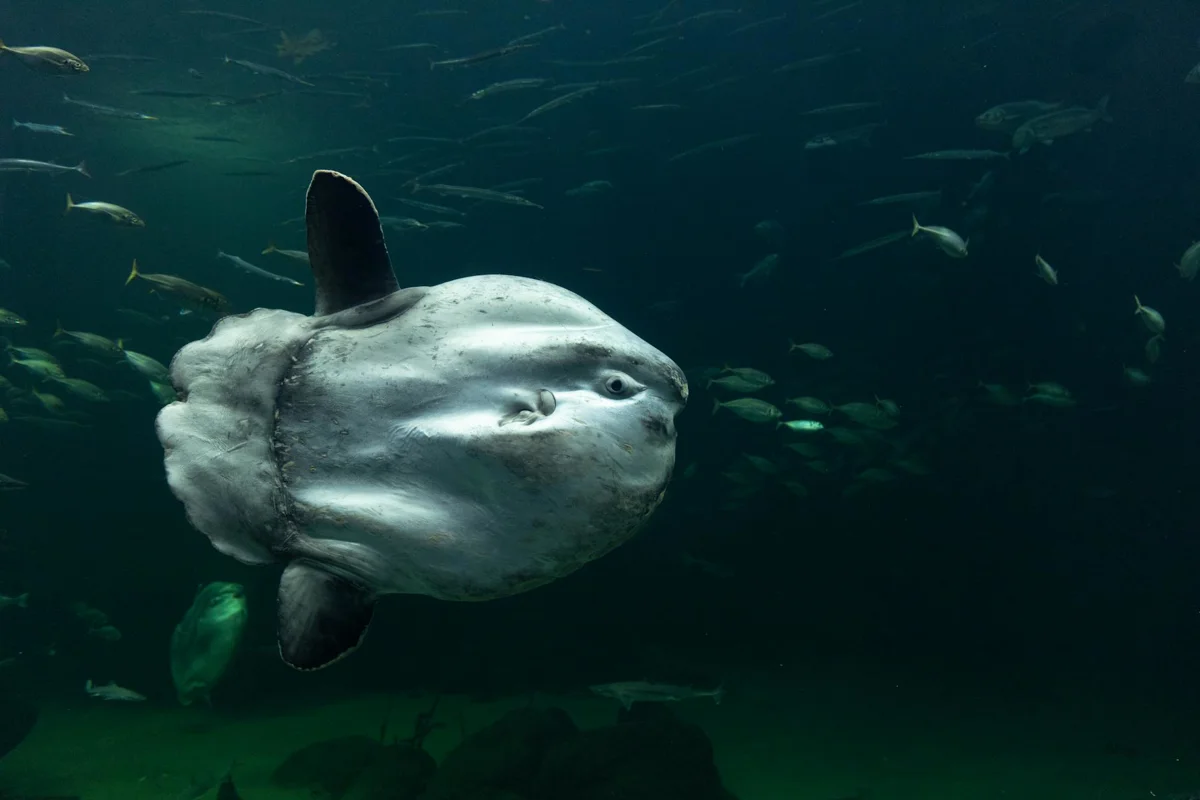 Mola mola: el pez luna y la coreografía de las estaciones limpieza Bali