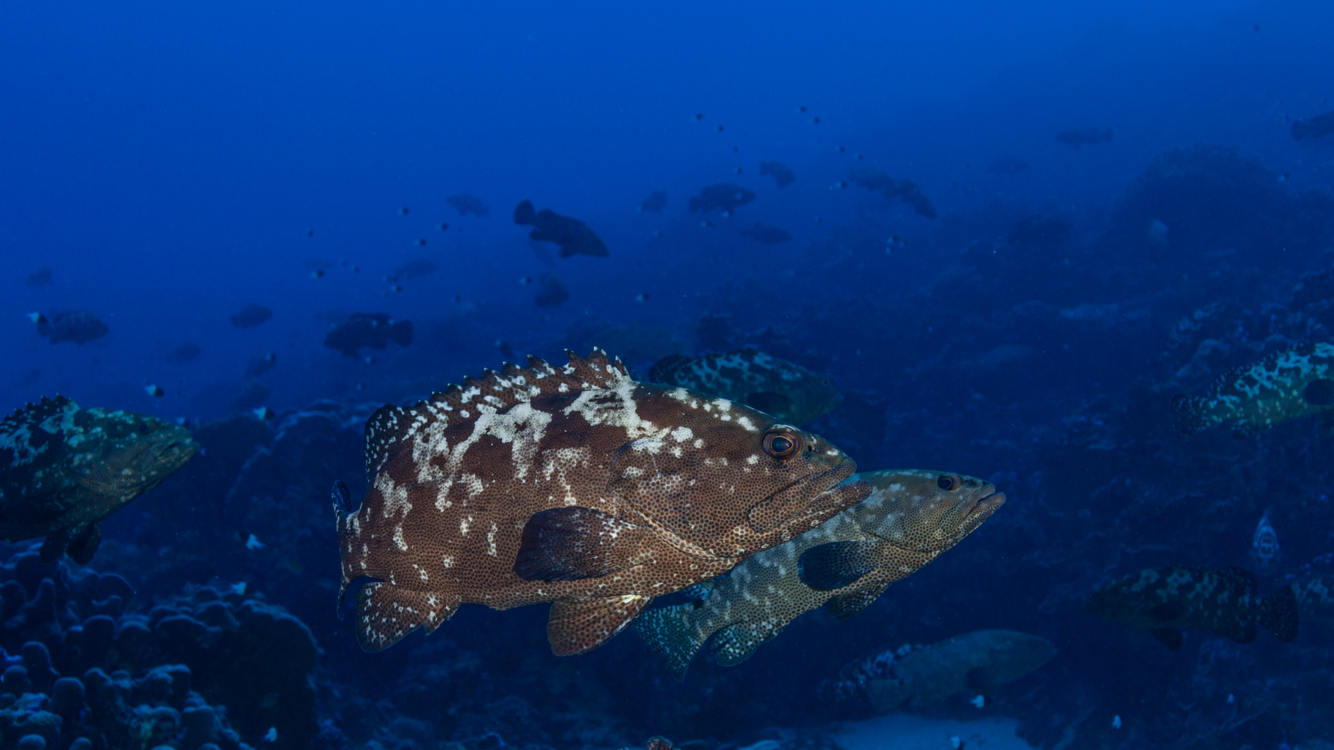 El Mero, el más amigable habitante de las Medas ( Costa Brava )