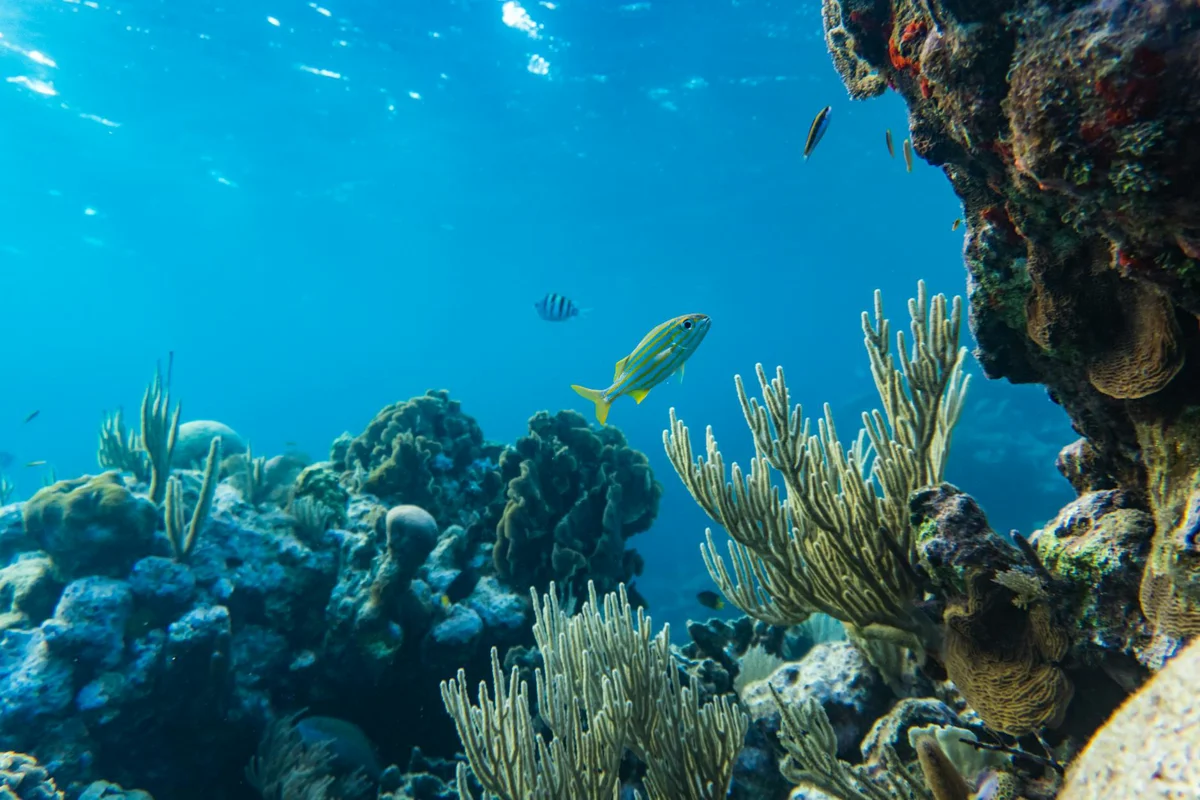 Honduras, Roatán: el banco de coral mesoamericano y temporadas