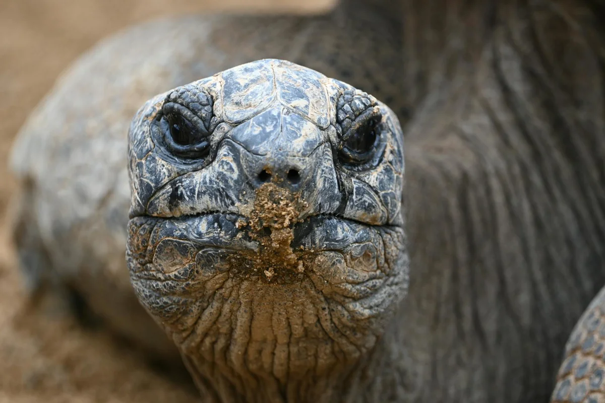 Seychelles, îles extérieures : croisière plongée vers Aldabra