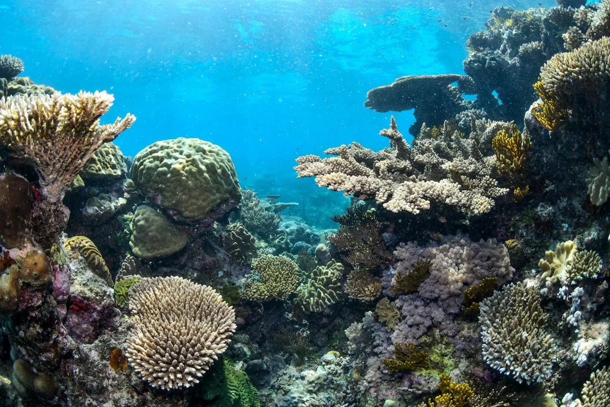Gran Barrera de Coral: ¿queda algo tras el blanqueamiento?