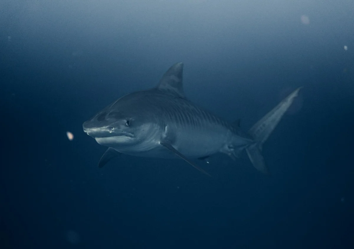 Sudáfrica, Aliwal Shoal: tiburón tigre, tigre de arena y Sardine Run