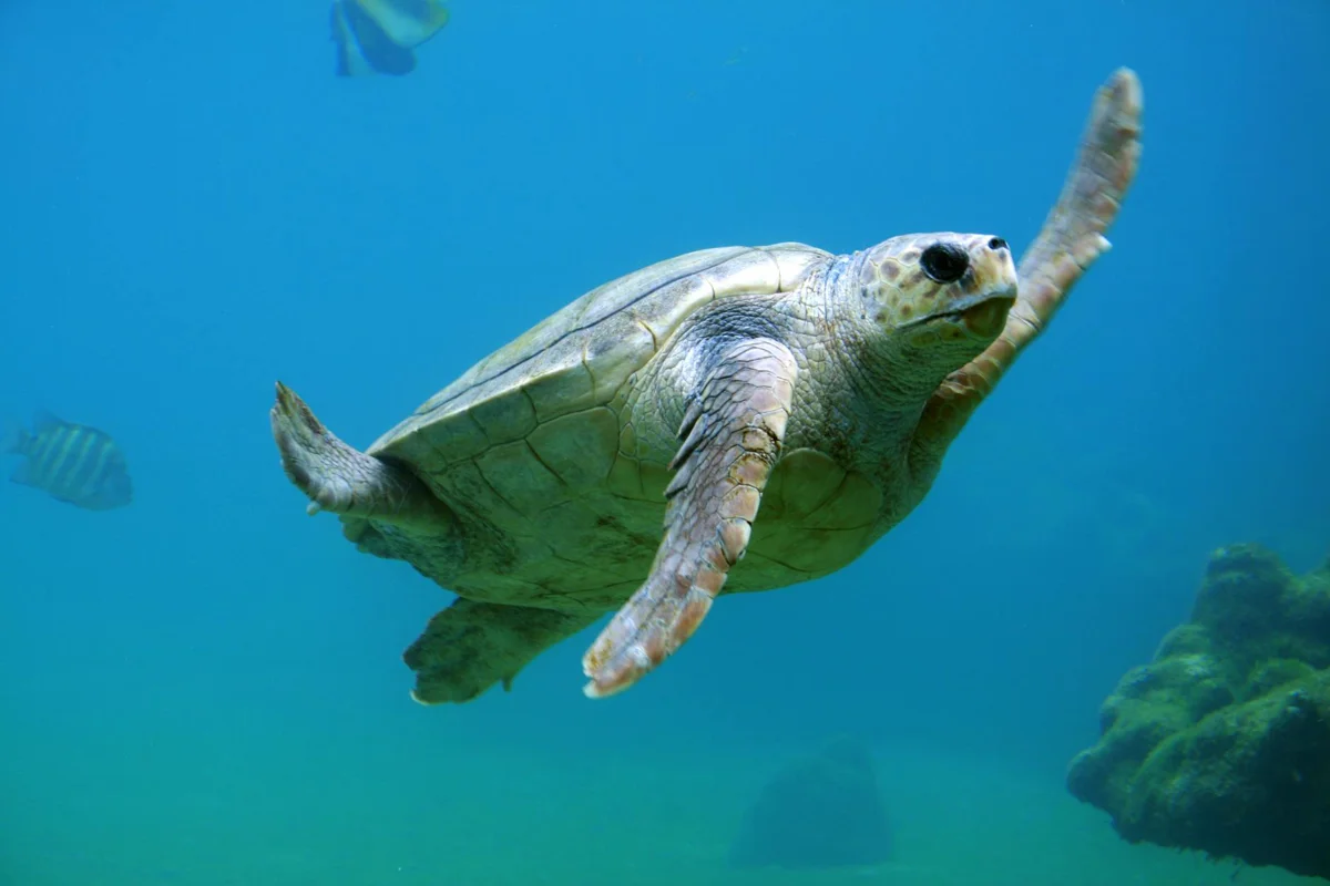 Tortugues marines: les 7 espècies i com identificar-les