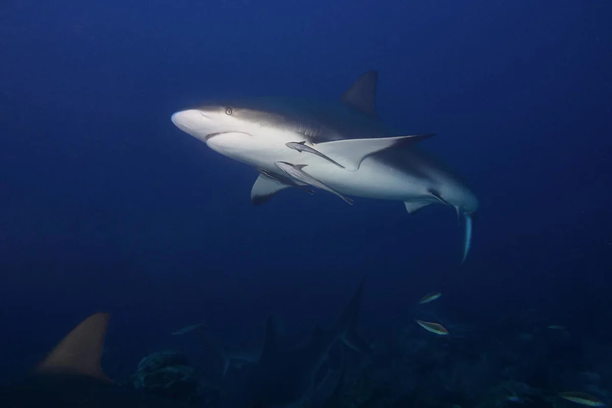 Reunión: tiburones bull y la prohibición de buceo