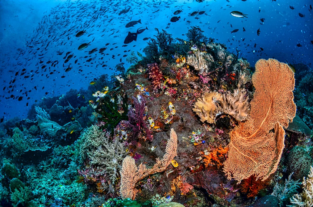 Papúa Nueva Guinea, Kimbe Bay: arrecifes vírgenes y pelágicos