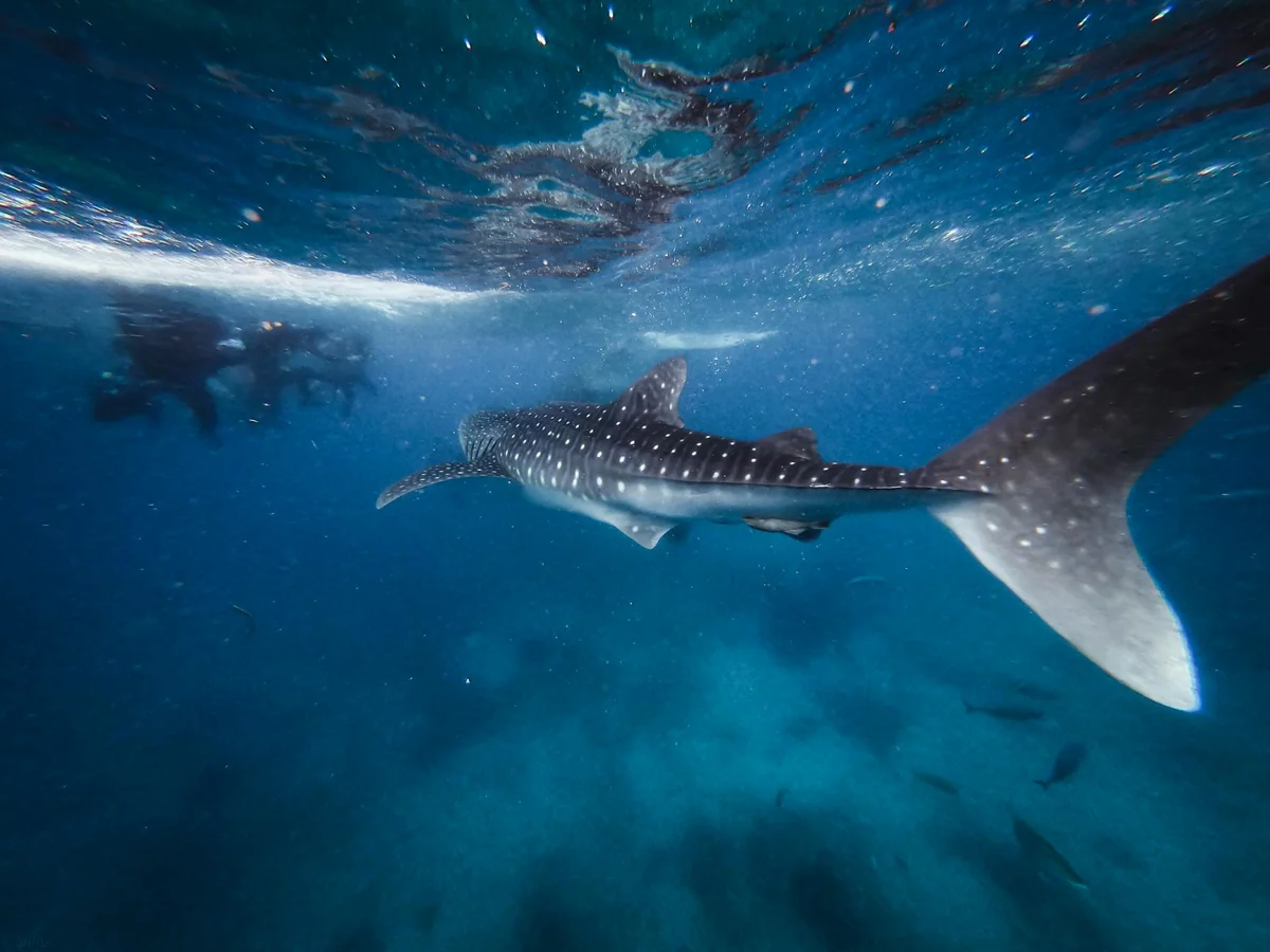 Tanzania, Mafia Island: cuándo aparecen los tiburones ballena