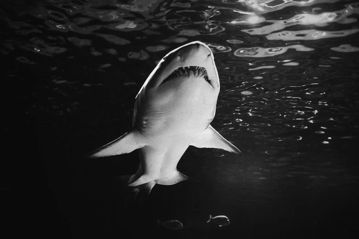 Tiburón blanco: ¿se puede bucear sin jaula? (sí, y cuándo)