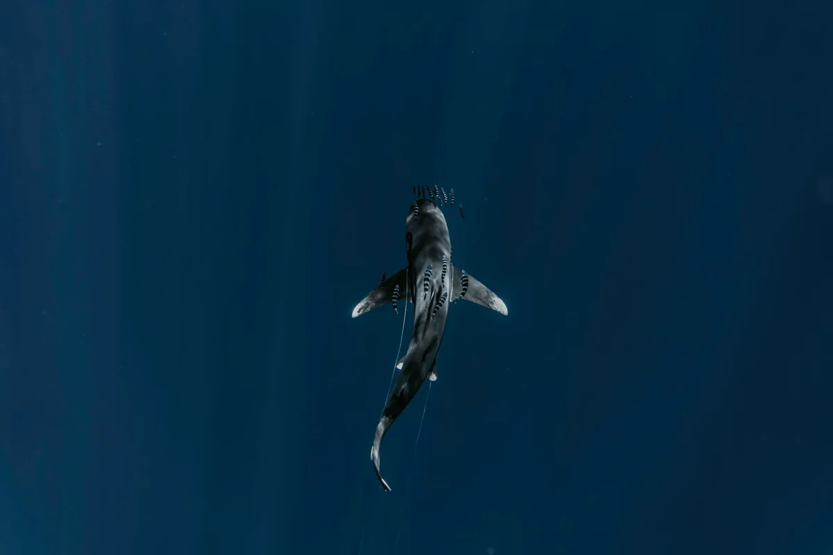 Filipinas, Malapascua: tiburón zorro al amanecer en Monad Shoal
