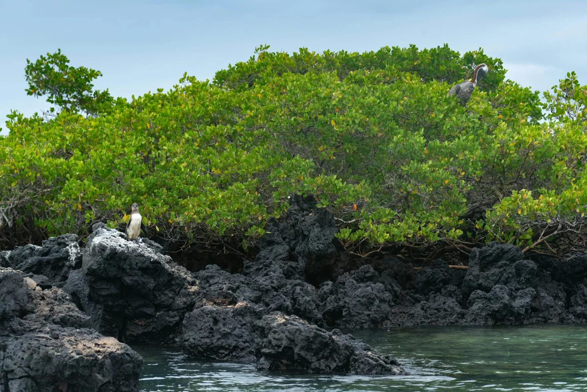 Ecuador continental, Isla de la Plata: la 'Galápagos del pobre' con mantas