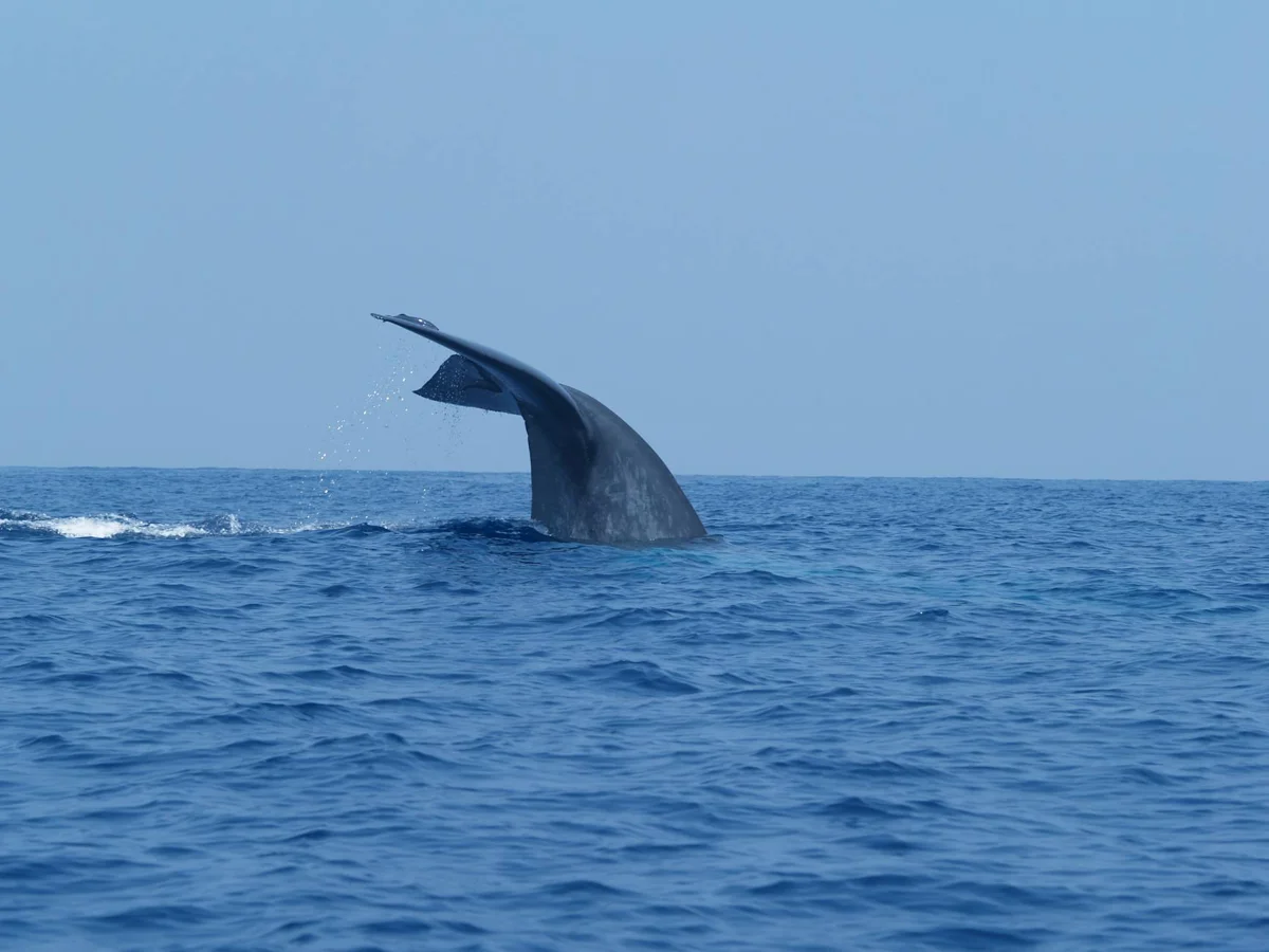 Sri Lanka, Trincomalee: tiburón ballena y pecios británicos WWII