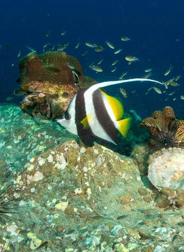 Foto 5