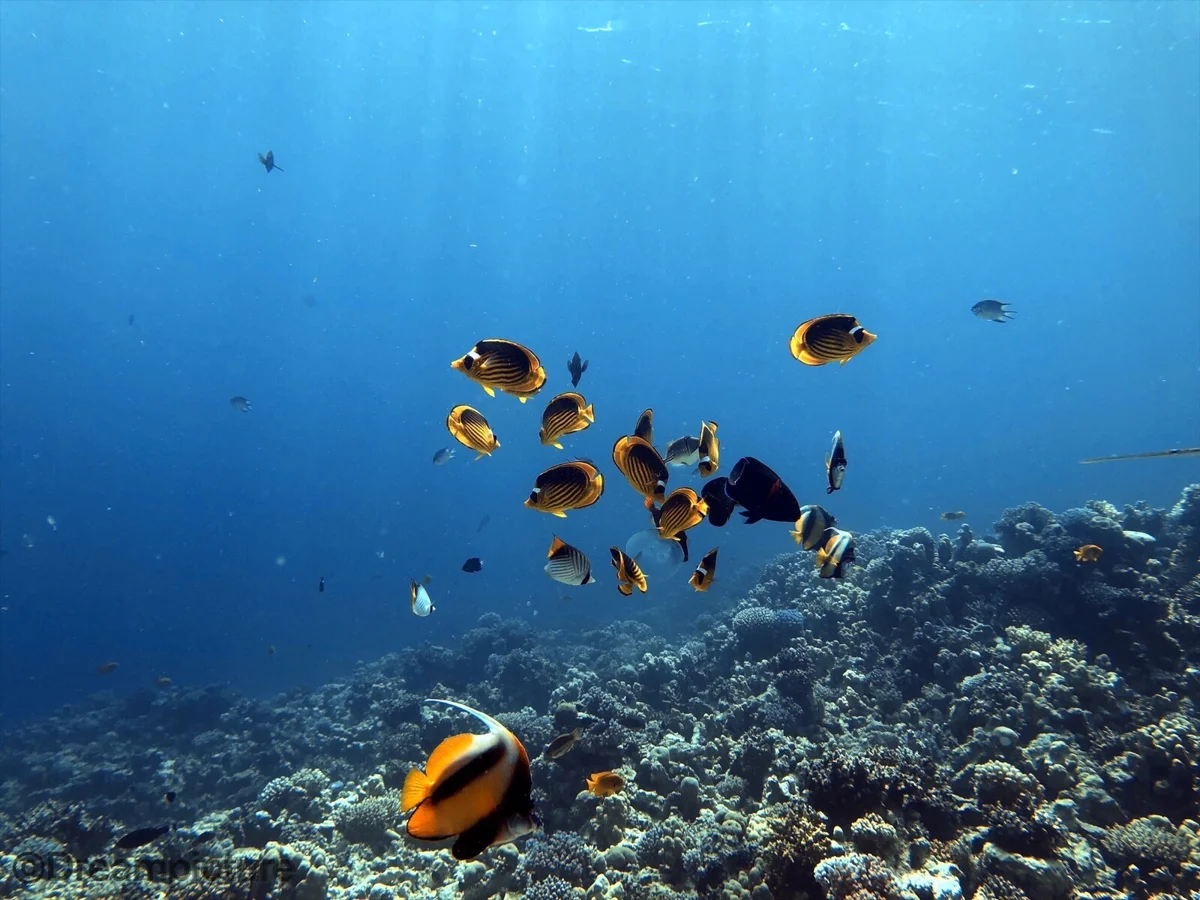 Planet Diving - PADI / PADI TekRek / SSI / PDA Divecenter