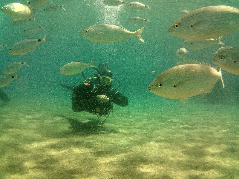 Wreck Diver