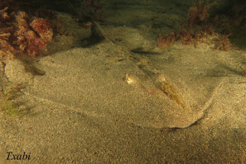 Club de Buceo Mediterraneo Valencia