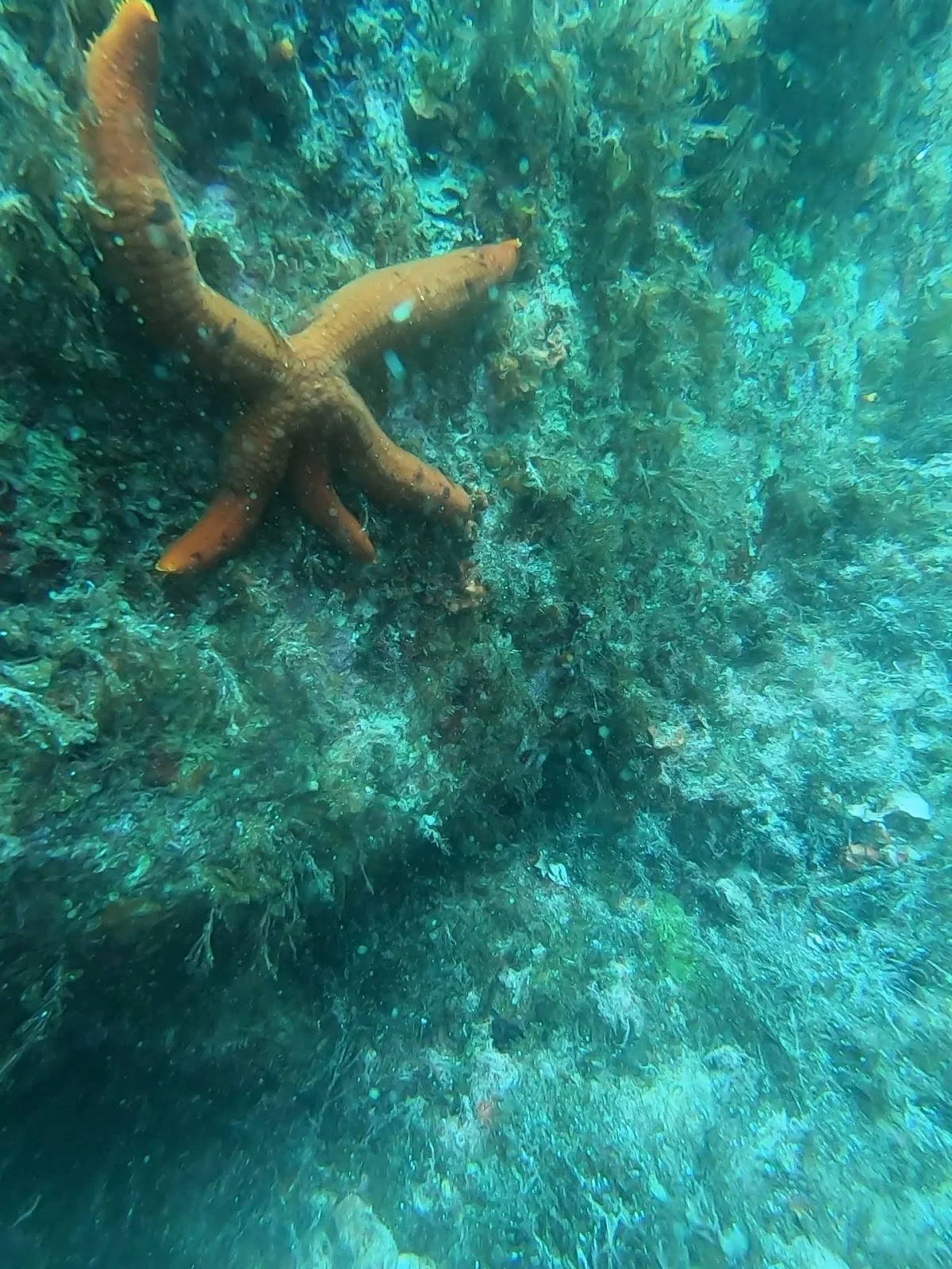 Blue Sea Diving Center