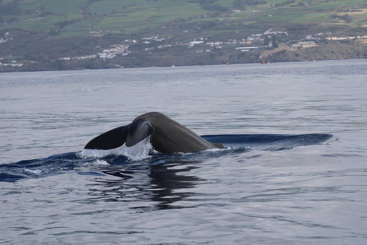 Season Challenge Azores PADI 5* IDC Dive Resort