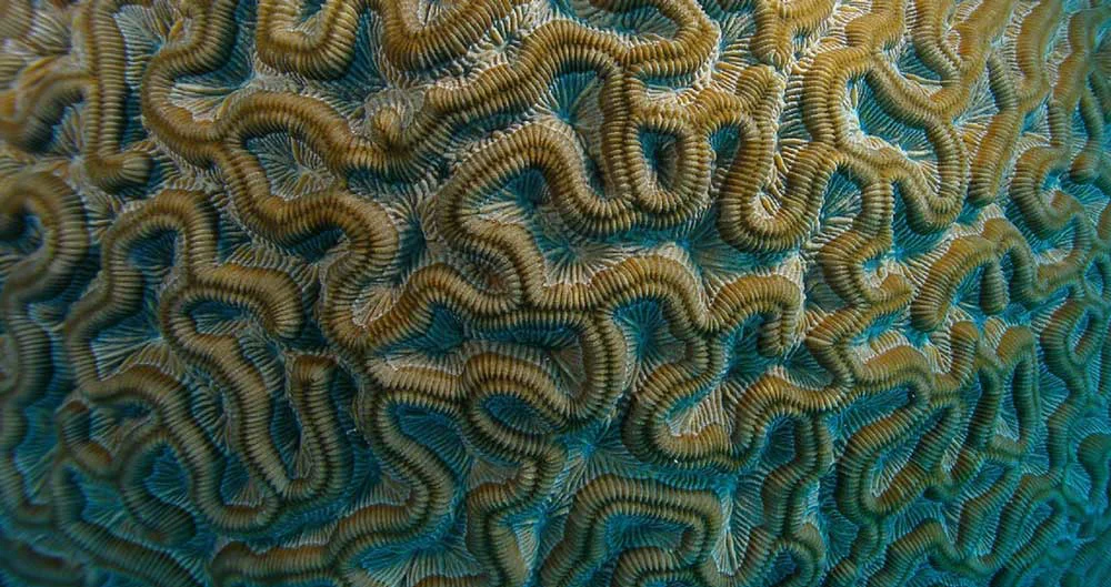 Undersea Tobago Ltd.