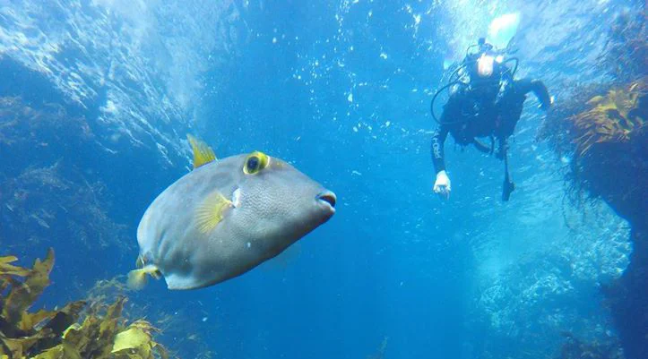 Snorkel Trips
