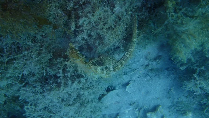 Wikisub - Buceo SSI - La Herradura - Marina del Este - Granada