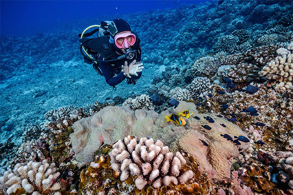 NEMO'Z CENTRE DE PLONGEE - SCUBA DIVING - SNORKELING MOOREA - TAHITI logo