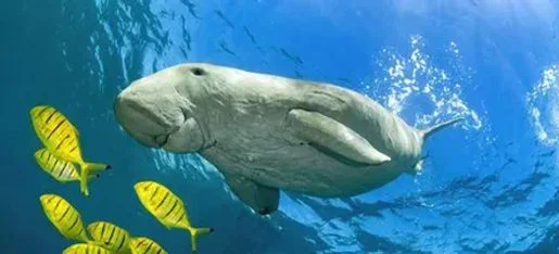 Dive Red Sea
