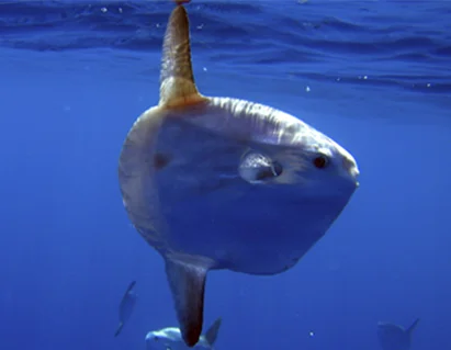 Haliotis - Dive Center Mindelo