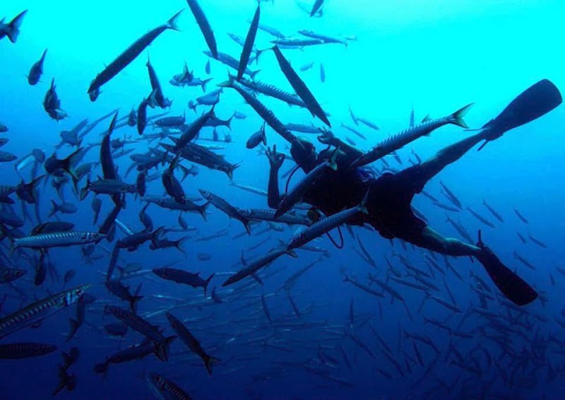 West Coast Divers Mallorca - PADI Dive Resort , Tauchschule, Centro de Buceo, Diving Centre