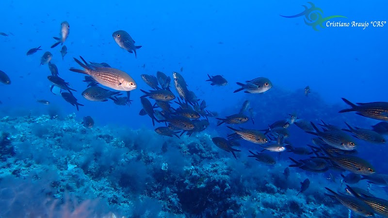 Acqua Life Dive Center - Cala Egos logo