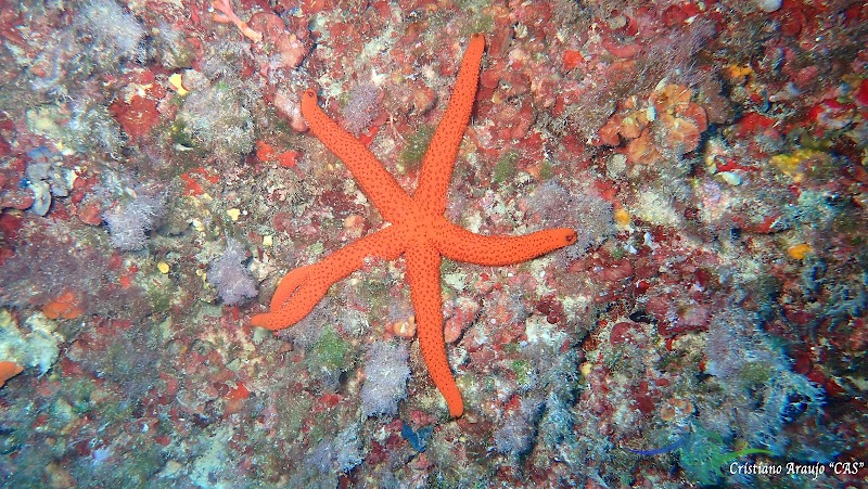Acqua Life Dive Center - Cala Egos