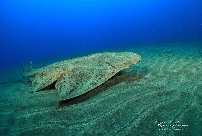 BRISUB - Buceo y Snorkel/ Tenerife Sur/ Las Galletas logo