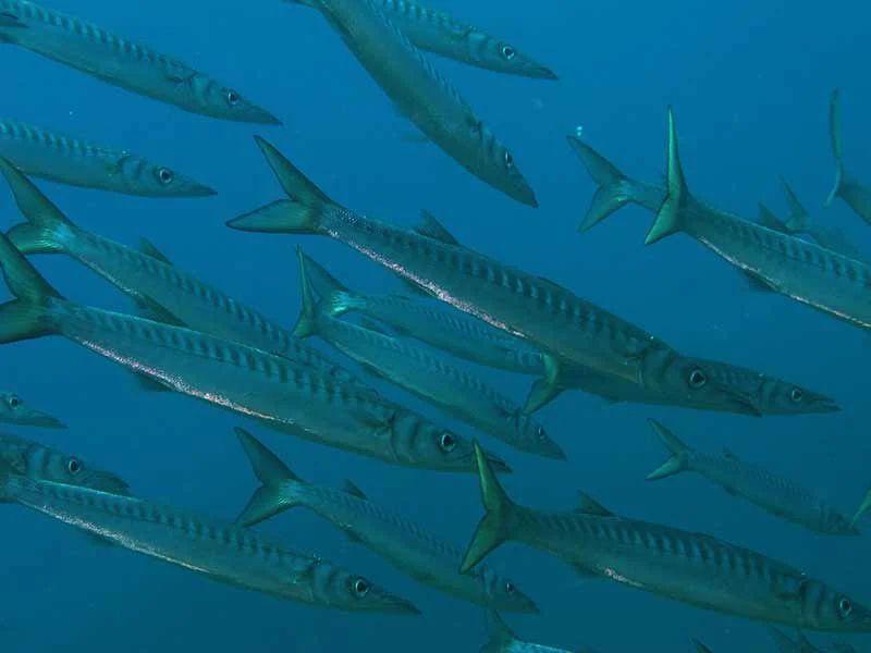 BUCEO LAS NEGRAS