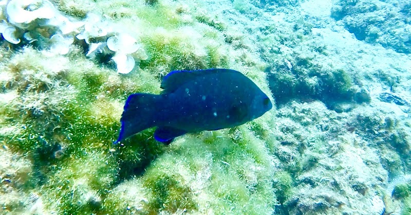 Vadum Maris - Centro Buceo SSI - Reserva Marina Tabarca - Santa Pola - Alicante logo