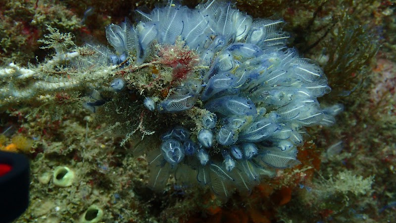 Caetaria Actividades Subacuáticas logo