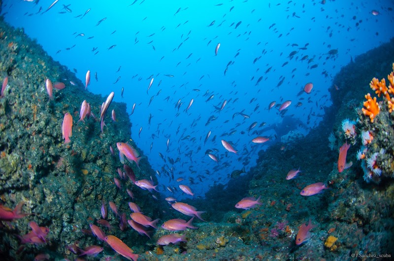 Escuela de Buceo Different Scuba School logo