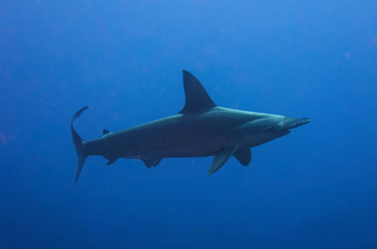 Discover Scuba Diving