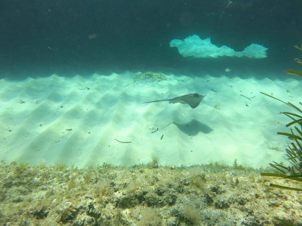 Diving and Adventure
