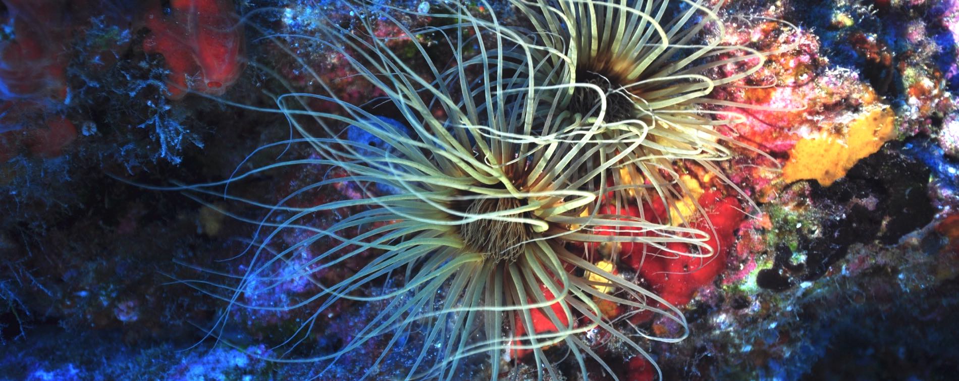 Дайвер відкритої води