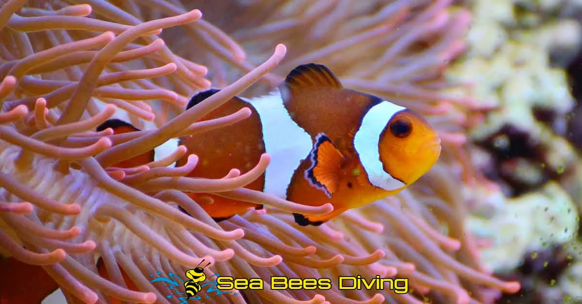 Master Diver Certification