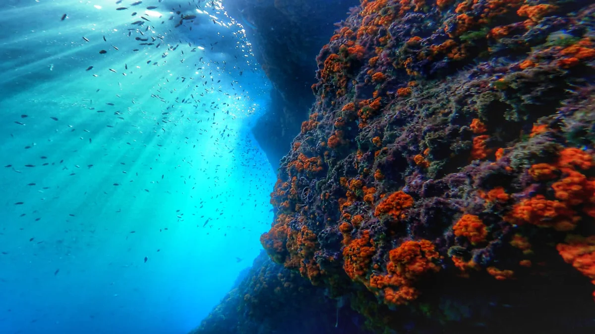 Buceo España La Herradura