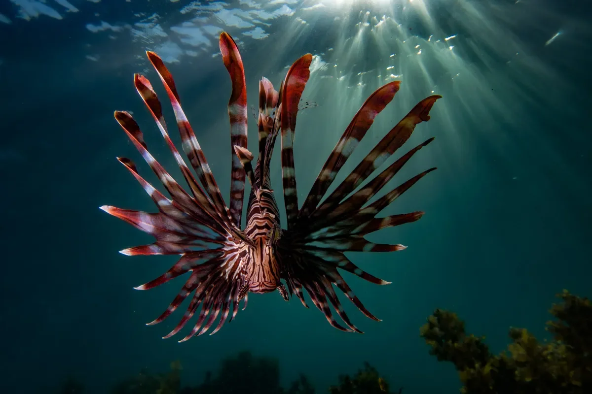 Sunkissed Divers Okinawa