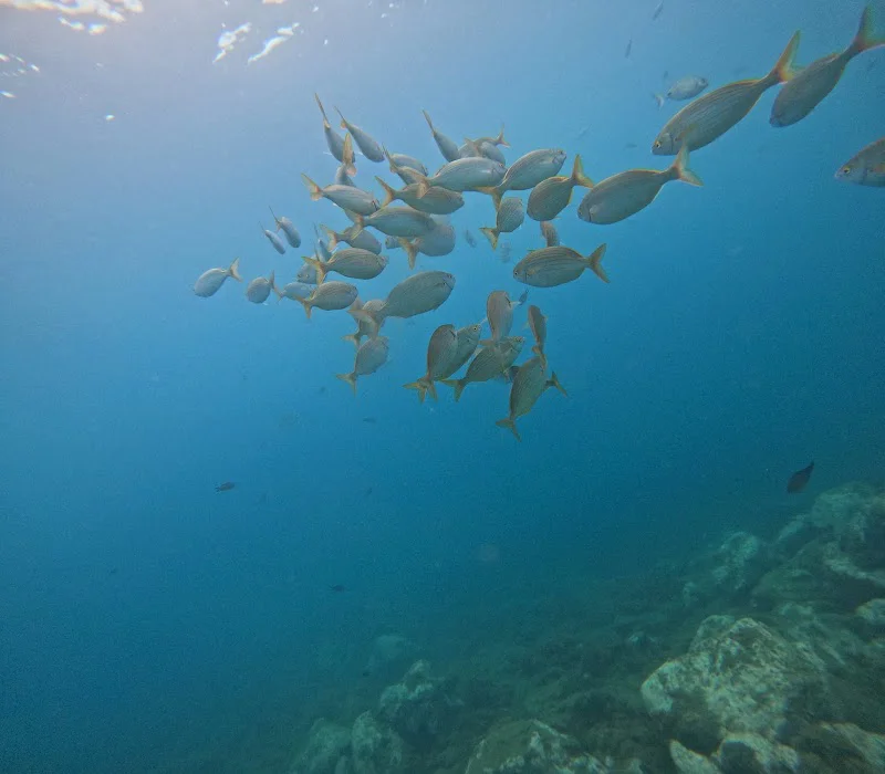 Abysub Escuela de buceo/PADI Diving center