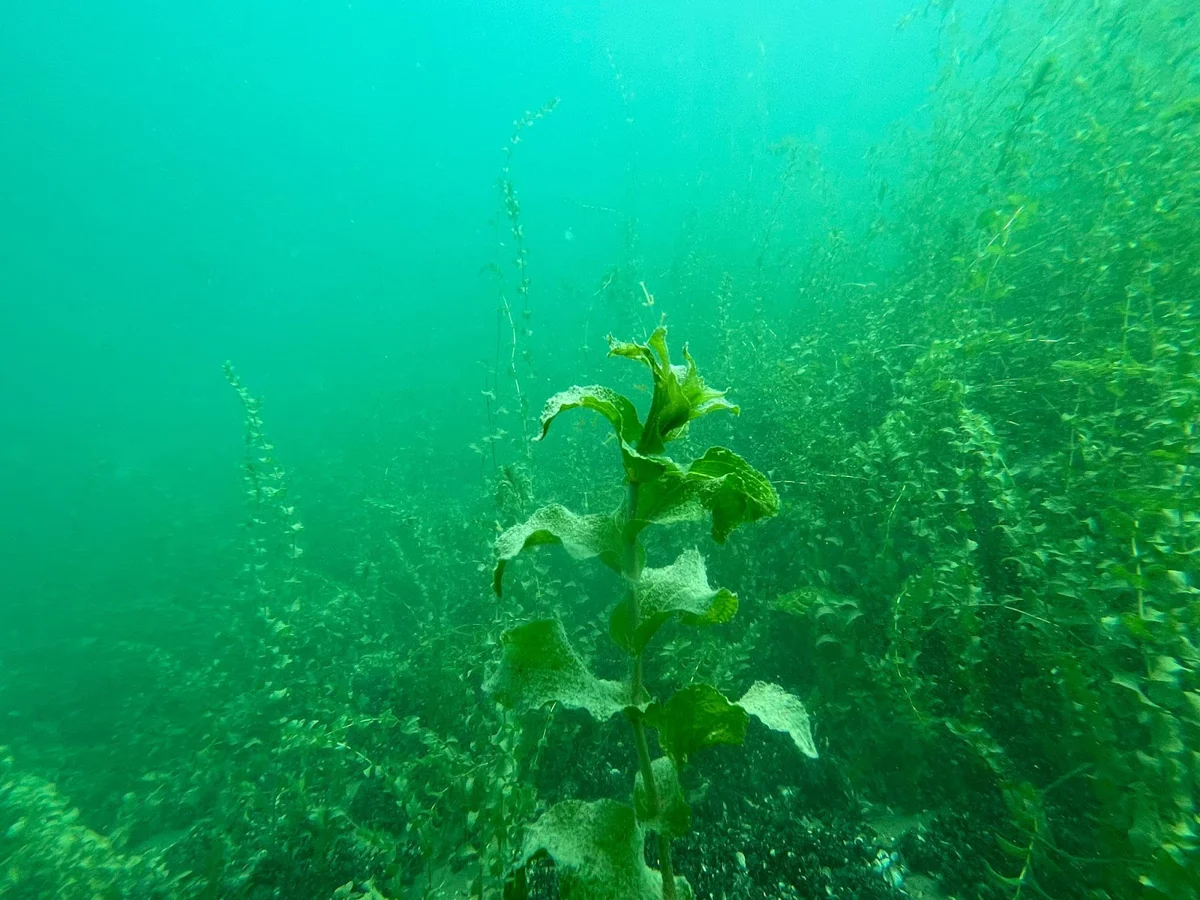 Scub H2o - Magasin et centre de plongée sous-marine SSI CMAS & PADI