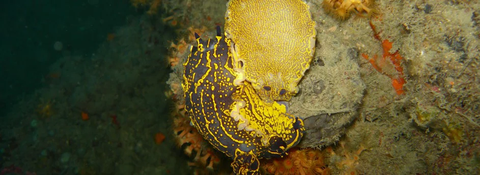 Sesto Continente Diving