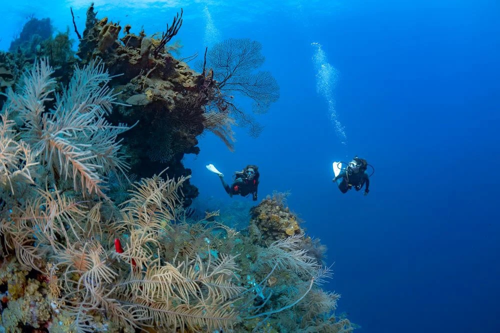 Oyster Luxury Travel & Diving