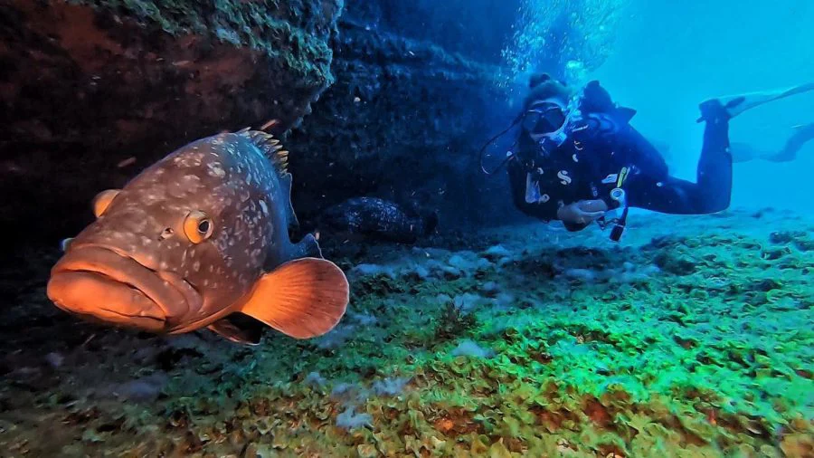 Titan Blue Divers
